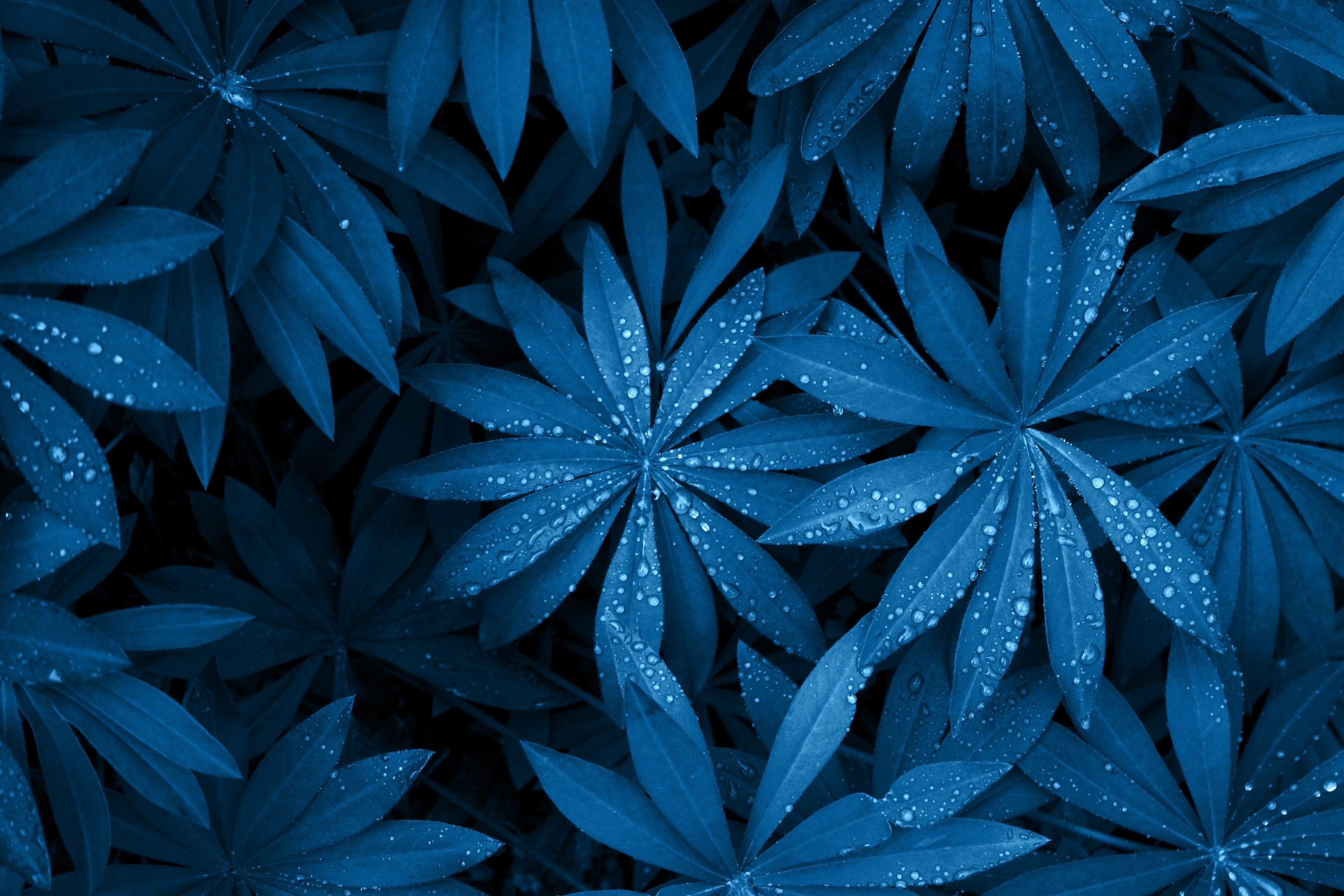 collection-banner-image